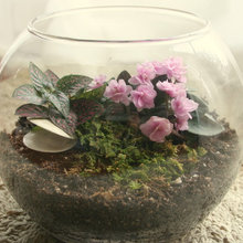 Terrarium