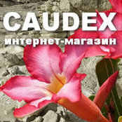 caudex info's photo