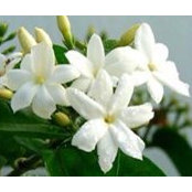 Nadia Syr's photo