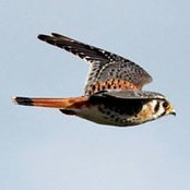 Adrienne McGraw's photo