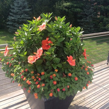 Patio plants