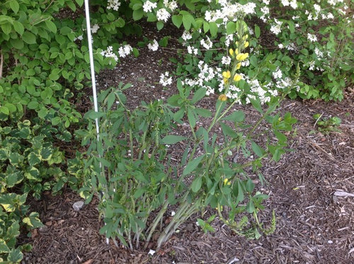 Snapshot Pre Emergent Label