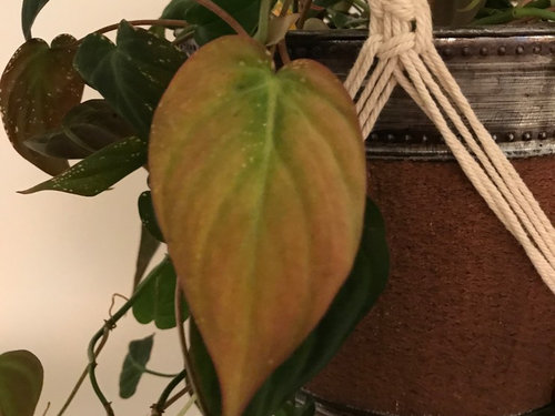 Help With My Heart Leaf Philodendron