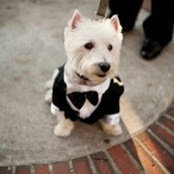 Westie Freemans foto