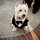 Westie Freeman