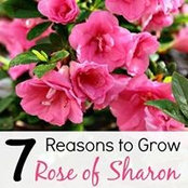 Sharon Caleb's photo