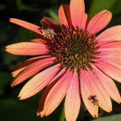 C Goodwynさんの写真