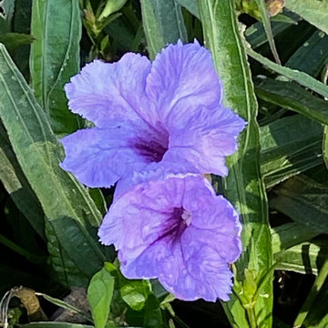 Provence Redux