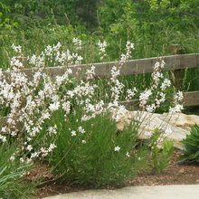 Garden  ideas