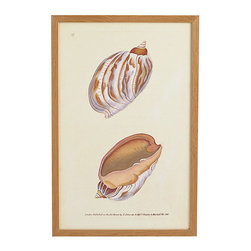 Shell Wall Art - Volute - Artwork