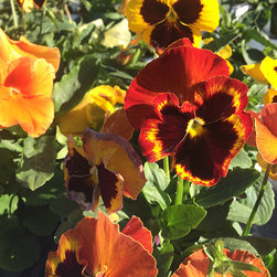 Current Featured Plants - Products