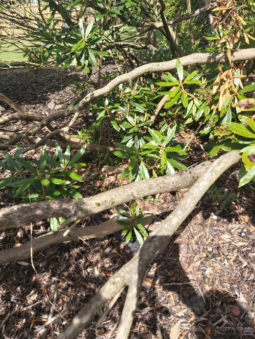 Can you cut back Rhododendrons successfully? Houzz UK