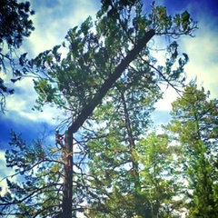 GRACE TREE SERVICE