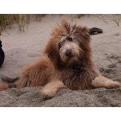 Photo de Chewy Naughton