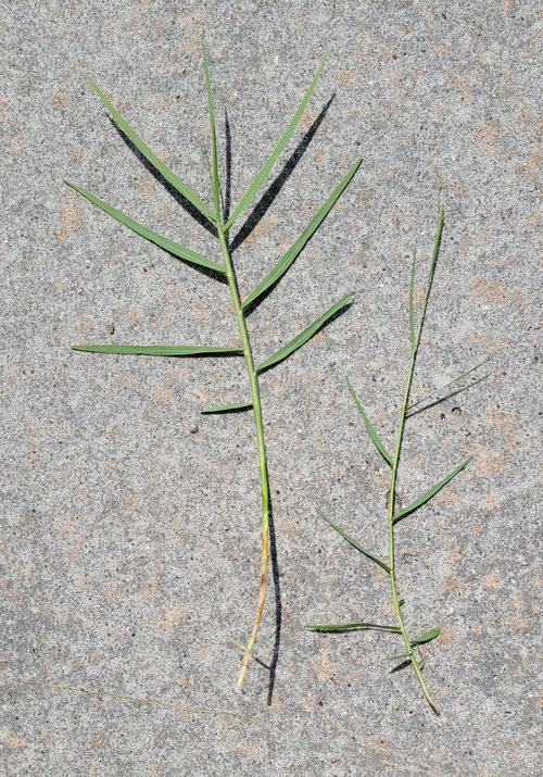 What Is The Name 9f This Weed