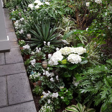 Landscape Ideas