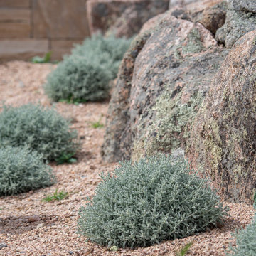 Moss Rock and Lavender Cotton