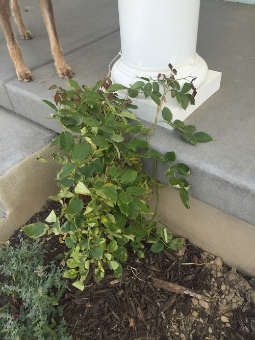 Help! Newly planted roses are dying!