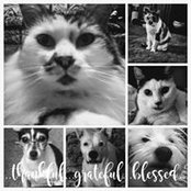 Sharon Howards billede