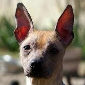Xolos Mont des Serfs's photo