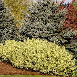 Mottled Dogwood - Plants