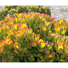 Wood / Henderson EXISTING plants