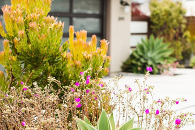 Photo of a mid-sized contemporary drought-tolerant front yard concrete paver landscaping in San Luis Obispo.