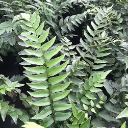 Current Featured Plants - Products