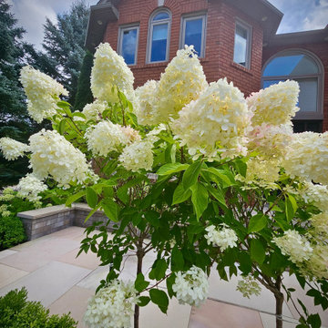 Hydrangea Tree Feature in Front Yard Landscape Design