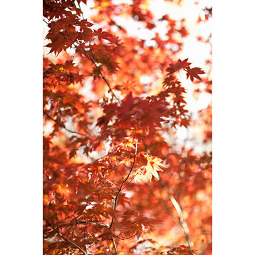Fine Art Photograph, In the Trees I, Fine Art Paper Giclee