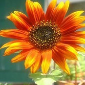 Sally Basile's photo