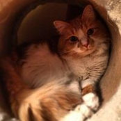 Peter Thomas's photo