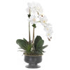 Real Touch Orchid & Succulent Arrangement