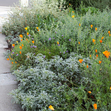 2016 Native Plant Garden Tour