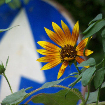 Girasole