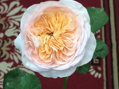 SWEET JULIET ROSE REVIEW  DAVID AUSTIN 1989 - THE RIGHT ROSES