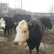 Nicolas Bondurant's photo