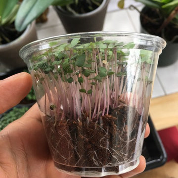 Microgreens operations