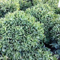Crassula Blue Waves - Gardening And Lawn Care