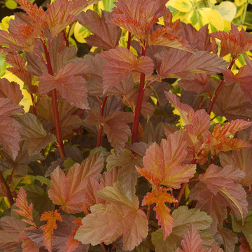 Coppertina™ Ninebark