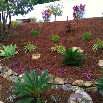 Carlsbad Bocce Ball and Kurapia Lawn