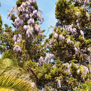 Glicine su cipressi