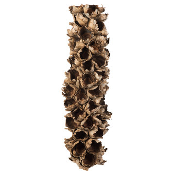 all Natural Giant Seed Pod Segment, Dried , Natural, 26-28"