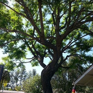Rossmoore treehouse