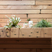 air plants