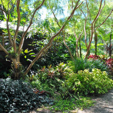 Driveway trees
