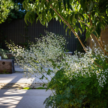 Dappled Shade