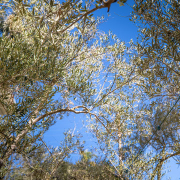 Olive trees