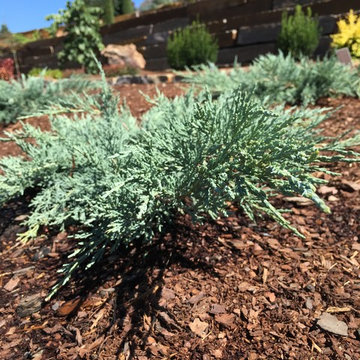 Grey Guardian™ Juniper