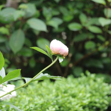 Rosebrook Garden 2017 Garden Tour